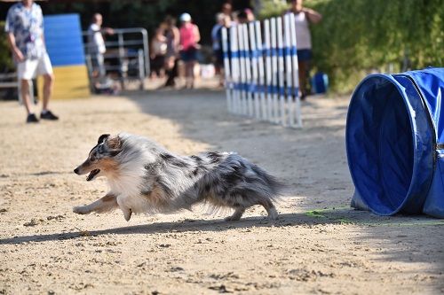 des Crocs de Provence - Légolas au concours d'agility des Cadéou