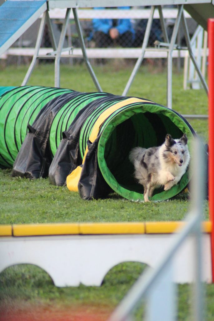 des Crocs de Provence - Concours d'agility de Carcassonne