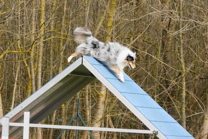 des Crocs de Provence - Légolas au concours d'agility de Cannes