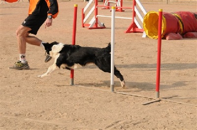 des Crocs de Provence - Concours d'agility d'Istres