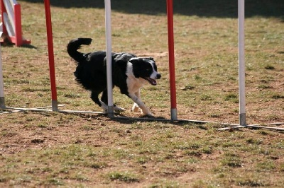 des Crocs de Provence - Concours d'agility d'Avignon