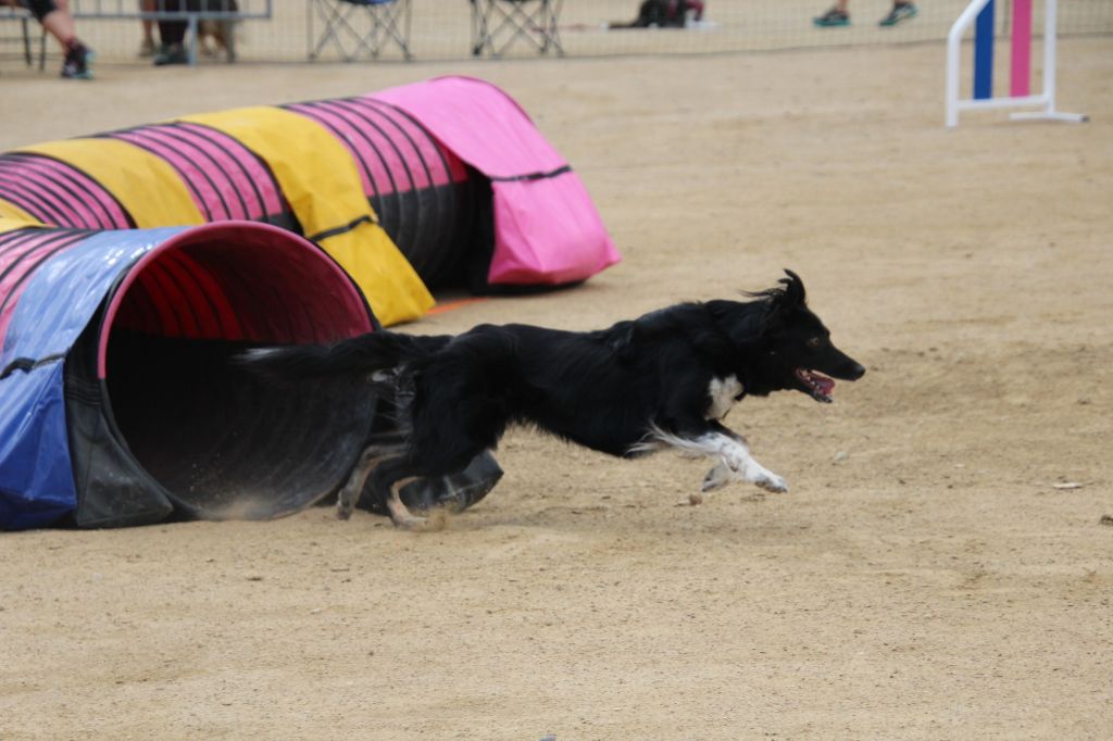 des Crocs de Provence - Concours d'agility de Roquebrune Cap Martin