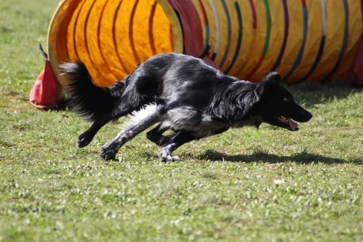 des Crocs de Provence - Brevet d'agility pour Occhiolino