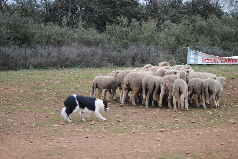 des Crocs de Provence - Stage troupeau