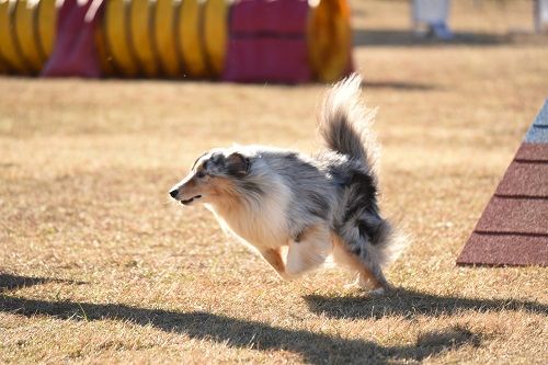 des Crocs de Provence - Concours d'agility des Cadéous