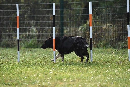 des Crocs de Provence - Concours d'agility des Cadéous