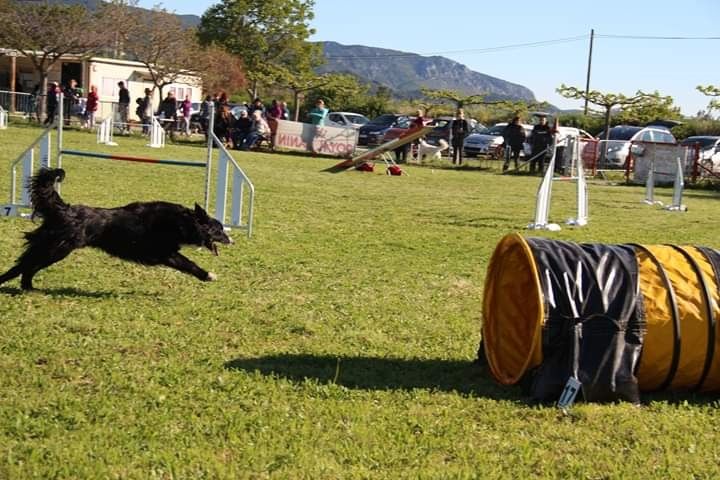 des Crocs de Provence - Concours d'agility de Jeurre