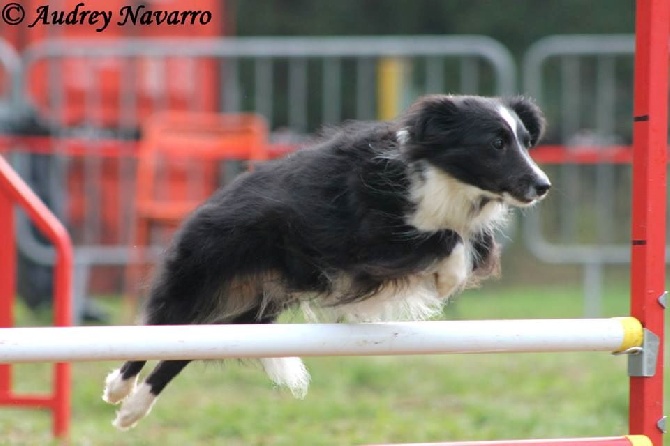 des Crocs de Provence - Concours d'agility d'Aix en Provence