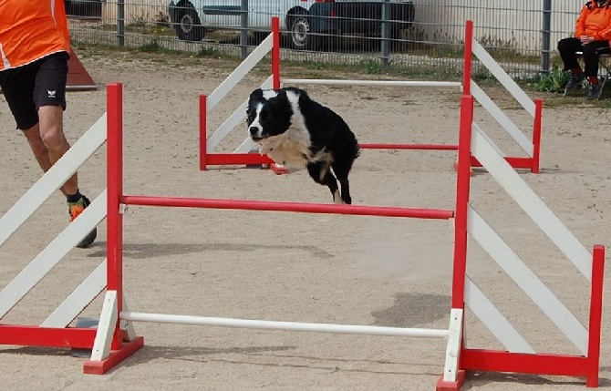 des Crocs de Provence - Concours d'agility des Cadéou