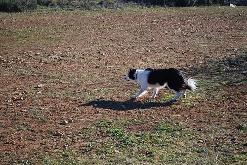 des Crocs de Provence - Iliade en stage troupeau