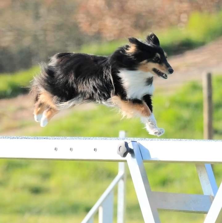 des Crocs de Provence - Brevet d'agility pour Outside Duo