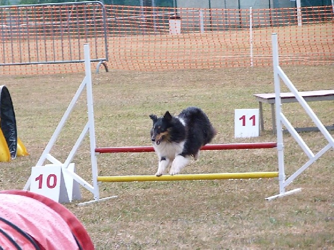 des Crocs de Provence - Concours d'agility de Mézel