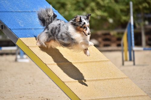 des Crocs de Provence - Concours d'agility des Cadéous