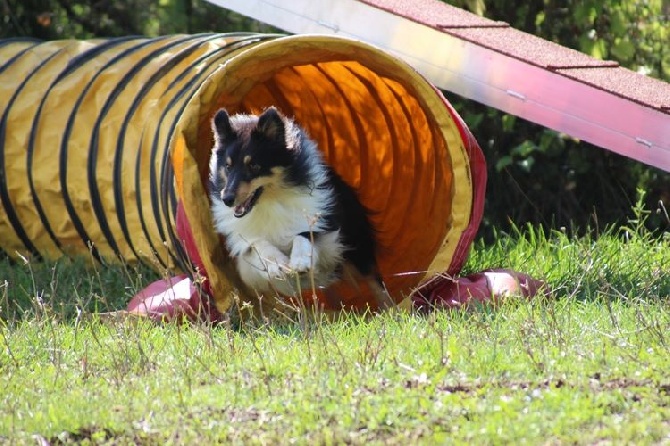 des Crocs de Provence - Islay en agility