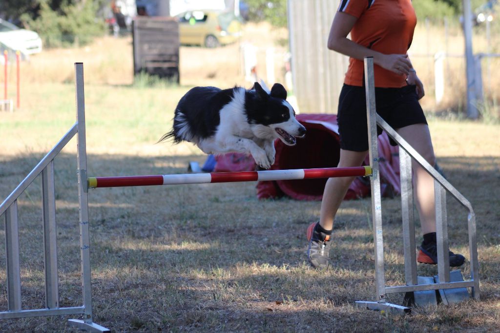 des Crocs de Provence - Brevet d'agility pour Iliade