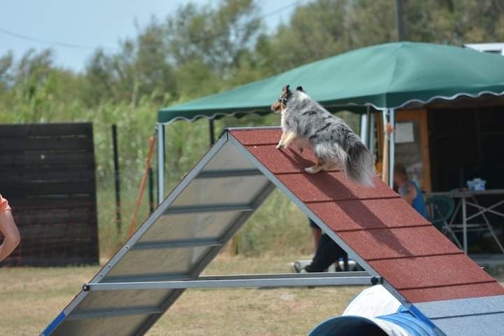 des Crocs de Provence - Concours d'agility des Cadéous