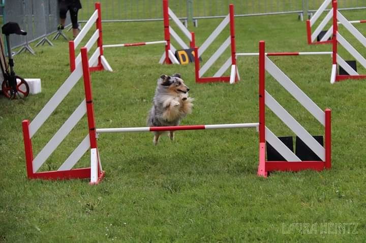 des Crocs de Provence - Concours d'agility de Cabrières