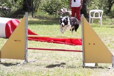 des Crocs de Provence - Concours d'agility de Briançon