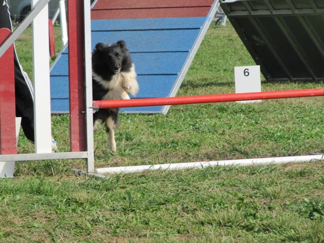 des Crocs de Provence - Concours d'agility de Ferrals les Corbières