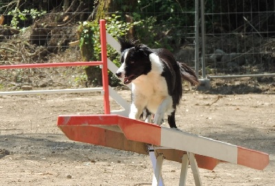 des Crocs de Provence - Stage agility pour Comète