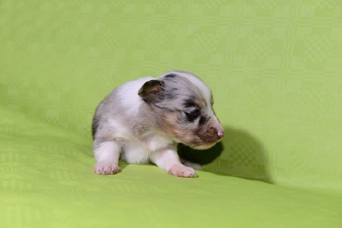 des Crocs de Provence - Les chiots de Flèche ont 3 semaines