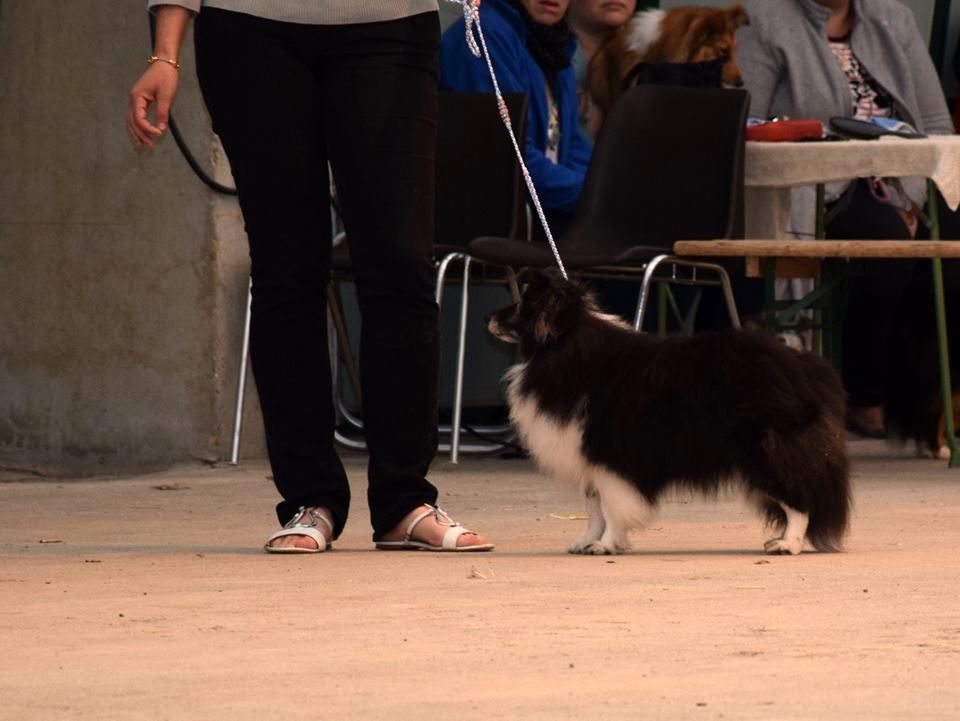 des Crocs de Provence - Cheyenne Championne Vétéran de San Marin