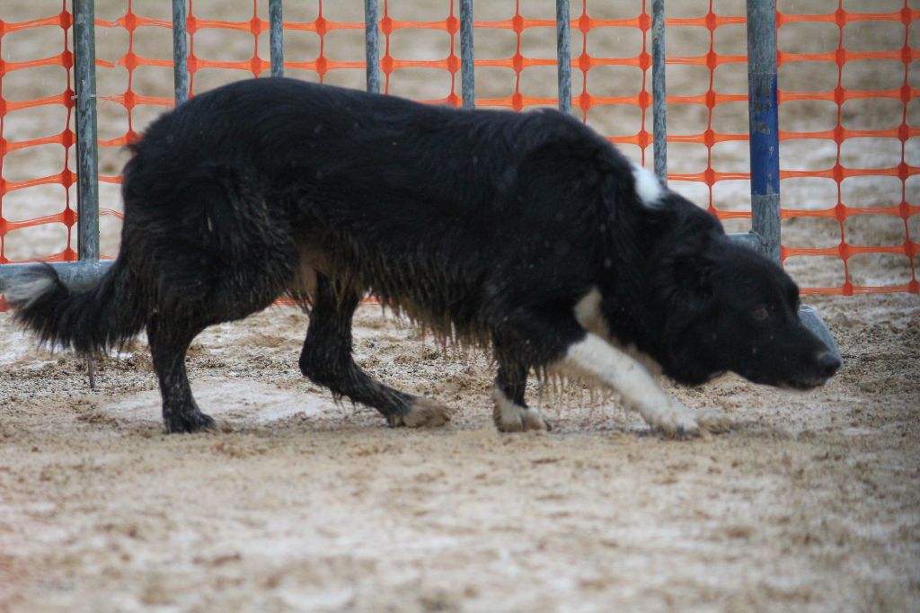 des Crocs de Provence - Concours d'agility des Cadéou