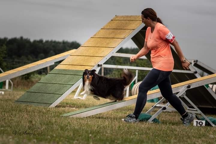 des Crocs de Provence - Iakari au Championnat de France d'agility des Bergers des Shetland