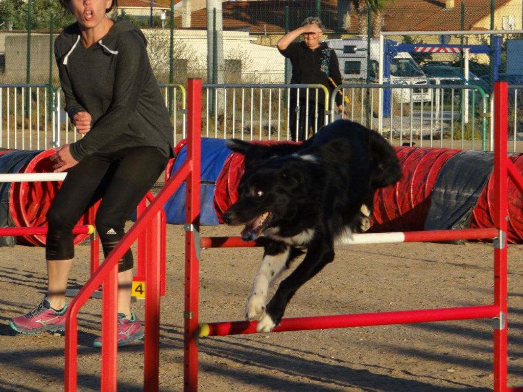 des Crocs de Provence - Concours d'agility des Cadéous