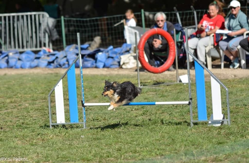 des Crocs de Provence - Concours d'agility de Martigues