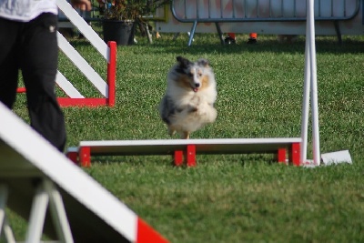 des Crocs de Provence - Concours d'agility de Marignane