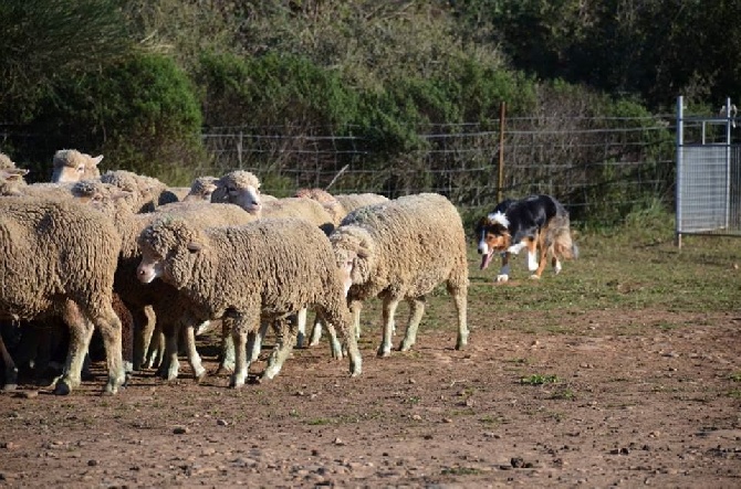 des Crocs de Provence - Iwan au troupeau