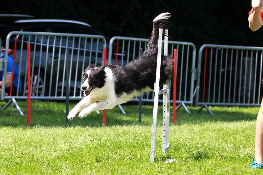 des Crocs de Provence - Concours d'agility de Jonquières