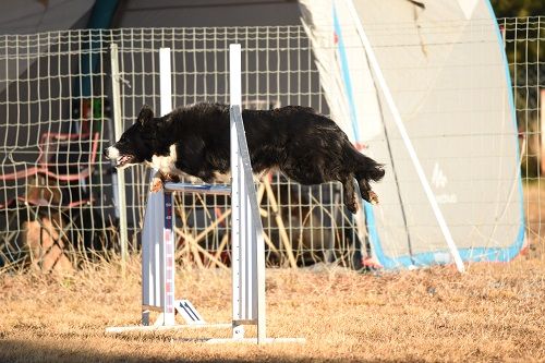 des Crocs de Provence - Concours d'agility des Cadéous