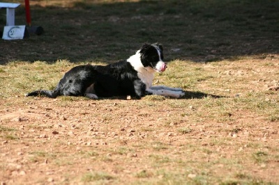 des Crocs de Provence - Concours d'agility du Chaffaud