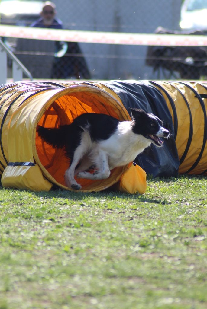 des Crocs de Provence - Concours d'agility de Pierrelatte