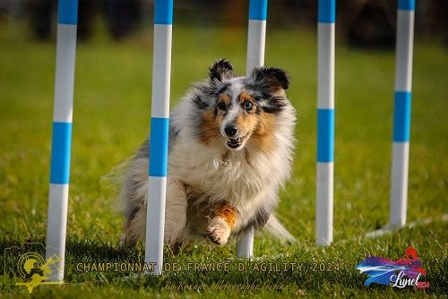 des Crocs de Provence - Maenerys 4ème au Championnat de France d'agility des Bergers des Shetl