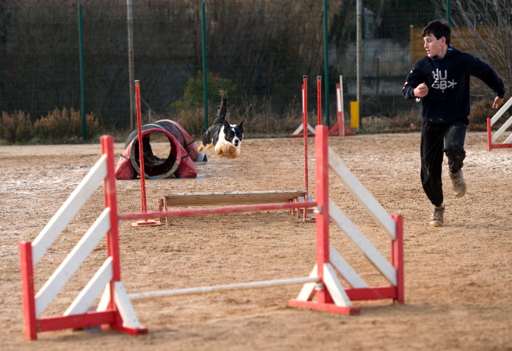 des Crocs de Provence - Concours d'agility de Mouriès