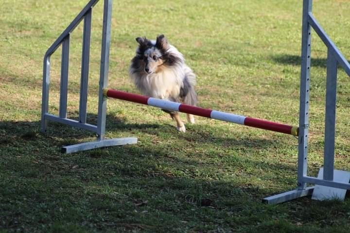 des Crocs de Provence - Concours d'agility de Marignane