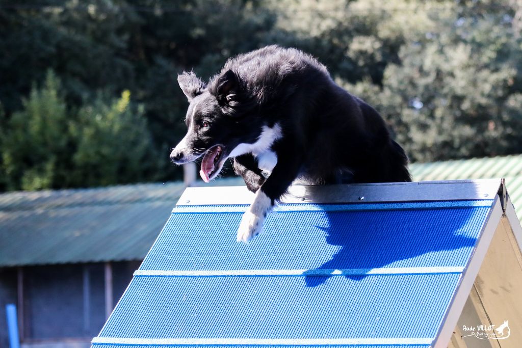 des Crocs de Provence - Concours d'agility d'Antibes