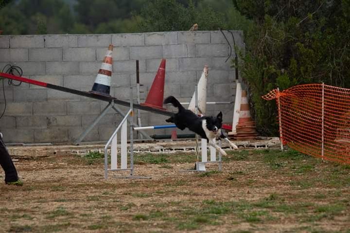 des Crocs de Provence - Concours d'agility de Fos