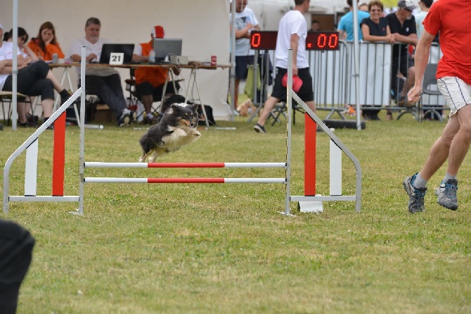 des Crocs de Provence - Championnat de France d'agility 2016