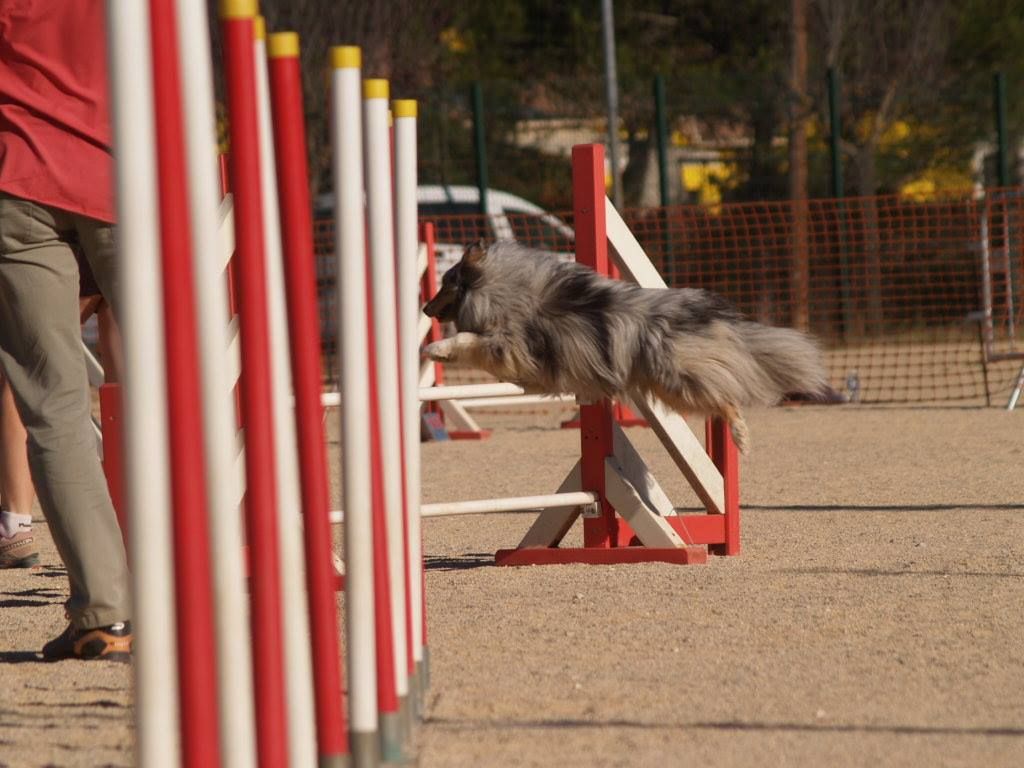 des Crocs de Provence - Concours d'agility des Cadéous