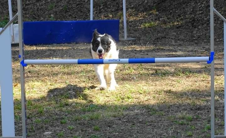 des Crocs de Provence - Concours d'agility de Carcassonne