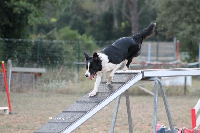 des Crocs de Provence - Concours d'agility de Martigues