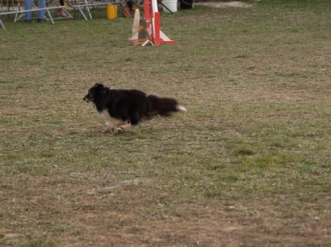 des Crocs de Provence - Concours d'agility d'Eyragues