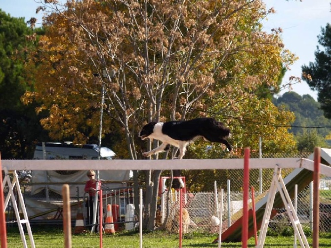 des Crocs de Provence - Concours d'agility du G.A.D.