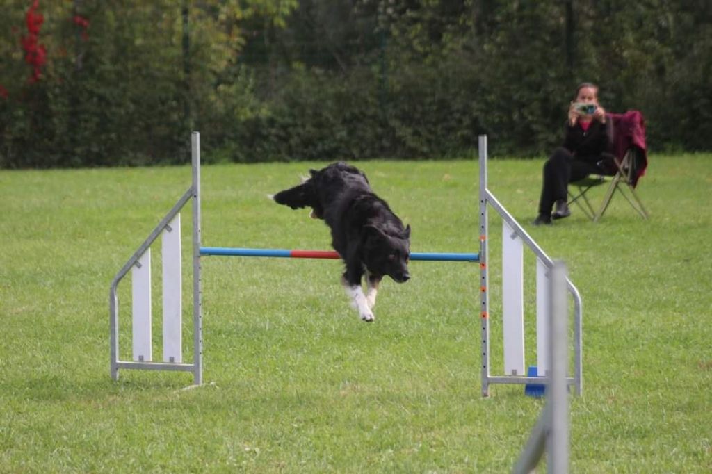 des Crocs de Provence - Concours d'agility des Cadéous