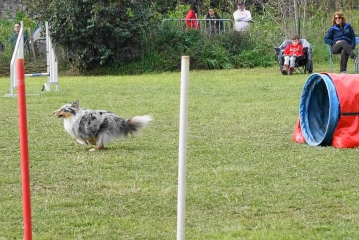 des Crocs de Provence - Maenerys au concours d'agility de Cannes