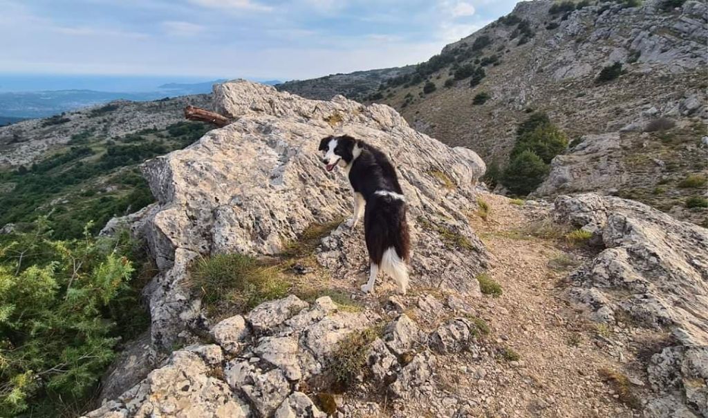 des Crocs de Provence - Des nouvelles de Naïa